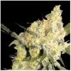 Lowlife seeds - Automatic AK47 x Automatic Blueberry Feminized