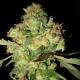 world of seeds Afgan Kush Ryder fem auto