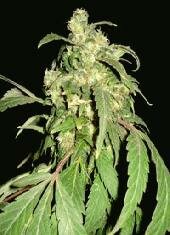 world of seeds Pakistan Ryder auto fem