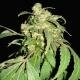 world of seeds Pakistan Ryder auto fem