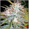 Cannabiogen seeds Sugar Loaf