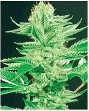 De Sjamaan Seeds Amazonia