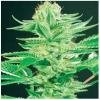 De Sjamaan Seeds Amazonia