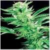 De Sjamaan Seeds Easy Rider