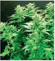 De Sjamaan Seeds Thai Widow