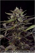 AutoBlueberry-Dutch Passion-autoflowering