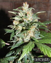 Lowlife seeds - Automatic AK47 x Automatic Blueberry Regular