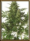 High Quality seeds Afghani Hindu Kush