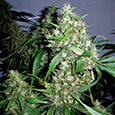 (Auto) Critical Rapido - feminized