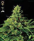 Big Bang Automatic - Green House Seeds auto