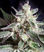 sweet seeds - Black Jack - feminized