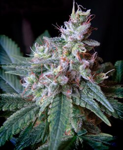 sweet seeds - Cream Caramel - feminized