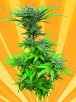 freedom of seeds - Crystal Dwarf - Auto - Feminized