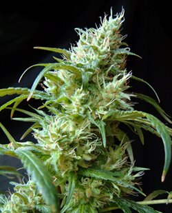 sweet seeds - Flash Back - feminized