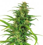 Flower Power - Auto - feminised - Barneys Farm