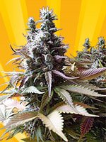 Freedom of seeds - Godberry - Regular