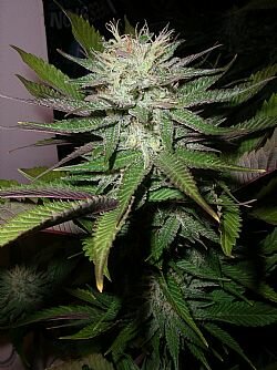 Next Generation Seeds Gold Seal Grapefruit Diesel outdoor