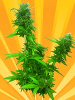 freedom of seeds - Guerrilla Ryder - Auto - Feminized