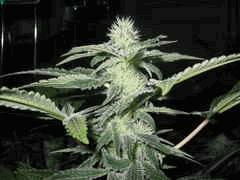 DNA seeds - Sharkesbreath - feminised