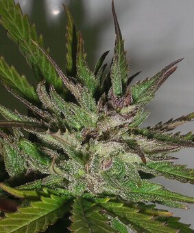 Taylored Genetics seeds - Hazy Daze - feminized