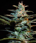 sweet seeds - Ice-Cool - feminized