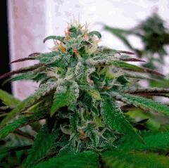 DNA Seeds - X18 Pure Pakistani - Feminised