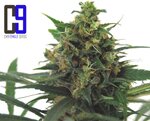 Jack 33 fem-CH9 seeds