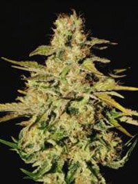 paradise seeds - Jacky white feminized