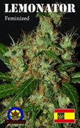 Next Generation Seeds- Lemonator Feminized