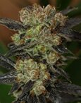 Next Generation NY Purple Diesel Feminized