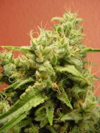 Paradise Seeds 0pium feminized