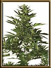 High Quality seeds Original Californian Orange Skunk