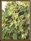 High Quality seeds Original Highway Delight