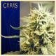 Ceres seeds KUSH