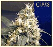 Ceres seeds SKUNK