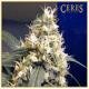 Ceres seeds SKUNK