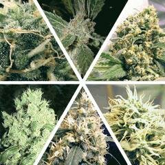 Ceres Seeds Mix