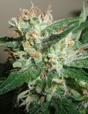 Taylored Genetics seeds - Powdered Peak - feminized