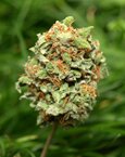 Taylored Genetics seeds - Rocky Mountain High - feminized