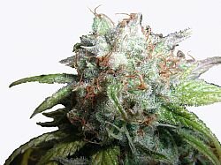 Next Generation Seeds Gold Seal Romulan Diesel