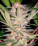 sweet seeds - S.A.D.S.1 - feminized