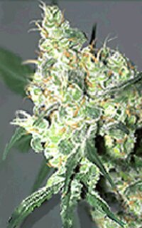 Serious Seeds - White Russian - feminized