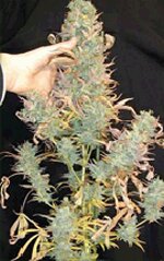 Serious Seeds - AK-47 - feminized