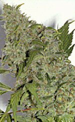 Serious Seeds Chronic - feminized