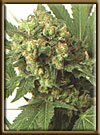 High Quality seeds Skunk 3 x a2