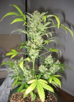 Snowryder autoflowering - feminized-short stuff