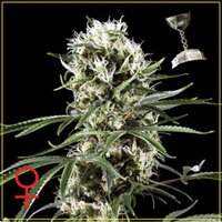 Green house seeds - Super Lemon Haze - Feminised