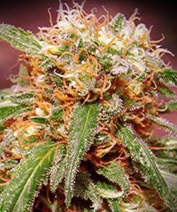 sweet seeds - Sweet Thai - feminized