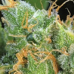 Greenhouse Seed - The Church - Feminized