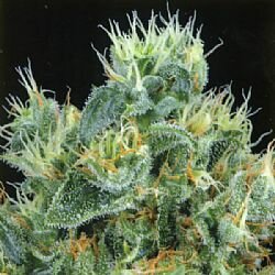 Greenhouse Seed - The Doctor - Feminized